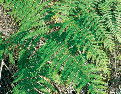 Aspidiaceae