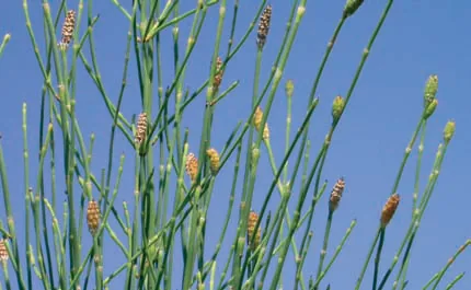 Equisetaceae
