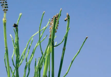 Equisetum palustre