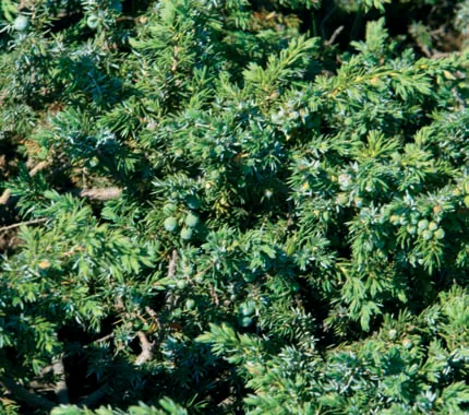 Juniperus communis