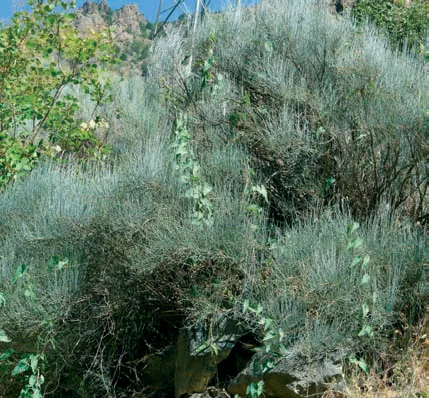 Ephedraceae
