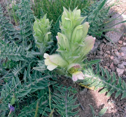 Acanthus hirsutus