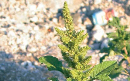 Amaranthaceae
