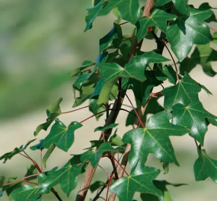 Aceraceae