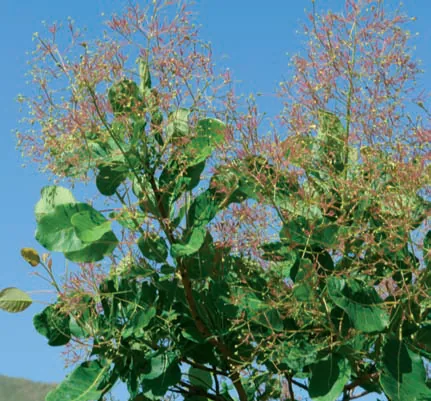 Cotinus coggyria