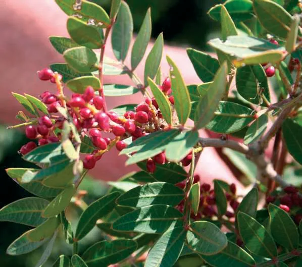 Pistacia lentiscus