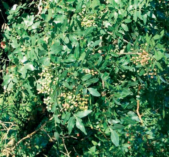 Anacardiaceae