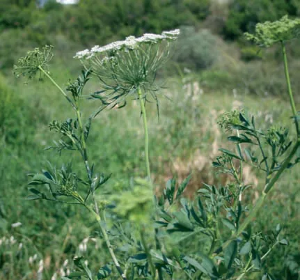 Ammi majus