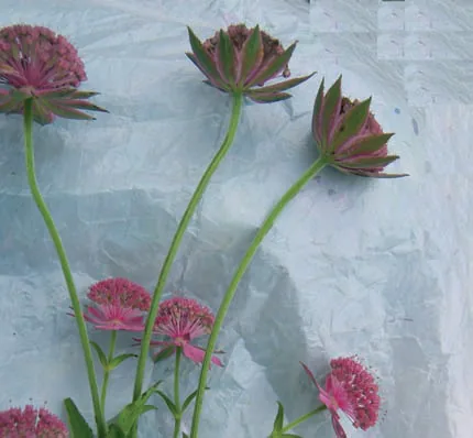 Astrantia maxima