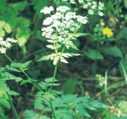 Anthriscus nemorosa