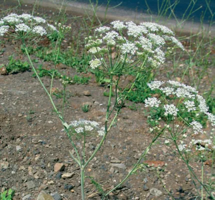 Astrodaucus orientalis