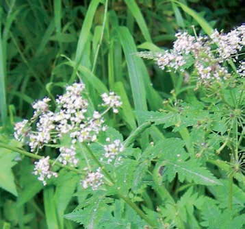 Chaerophyllum aureum