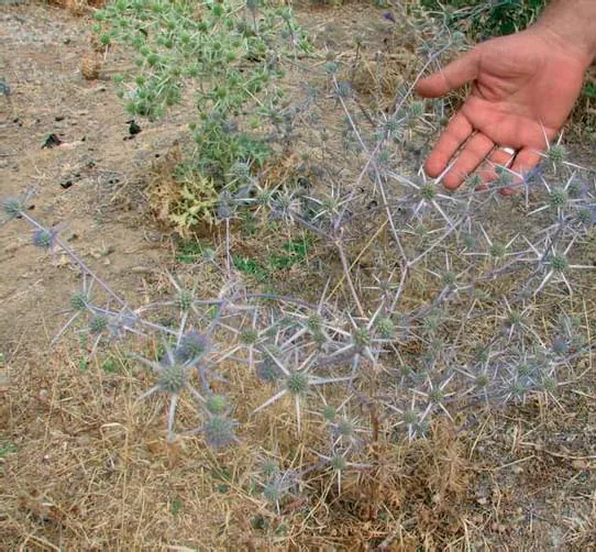 Eryngium bithynicum