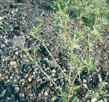 Eryngium billardieri