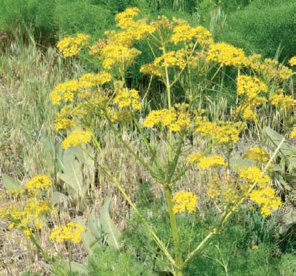 Ferula orientalis