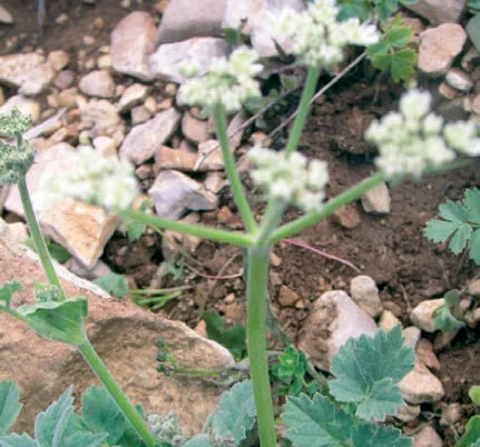 Heracleum humile