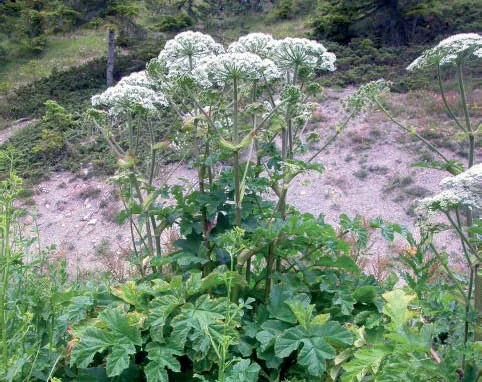 Heracleum paphlagonicum