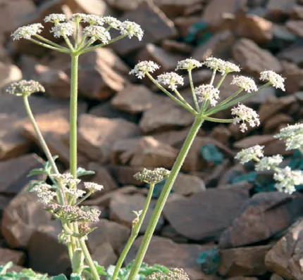 Heracleum pastinacifolium