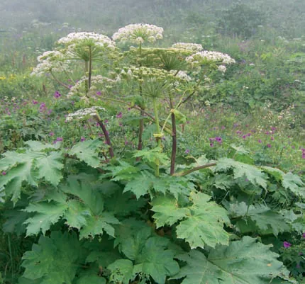 Heracleum platytaenium