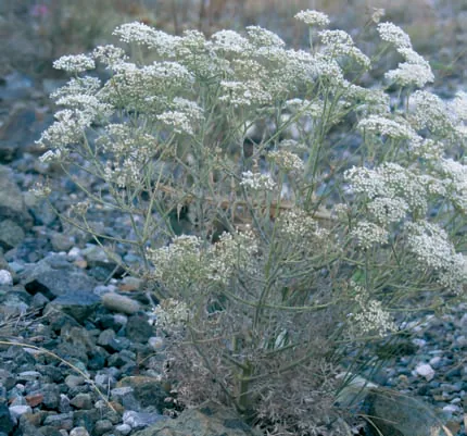 Pimpinella corymbosa