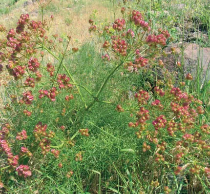 Prangos ferulacea