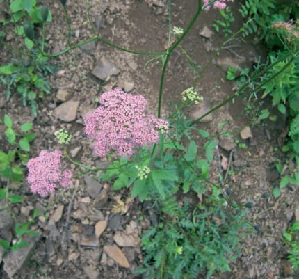 Apiaceae