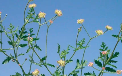 Turgenia latifolia