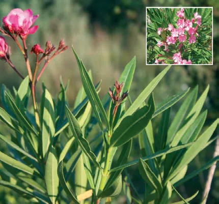 Apocynaceae