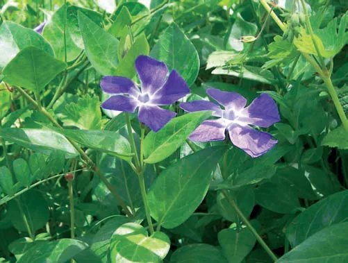 Vinca herbacea