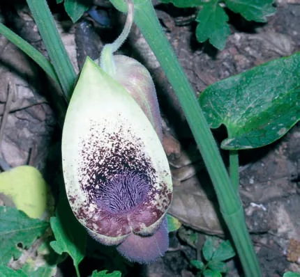Aristolochia iberica