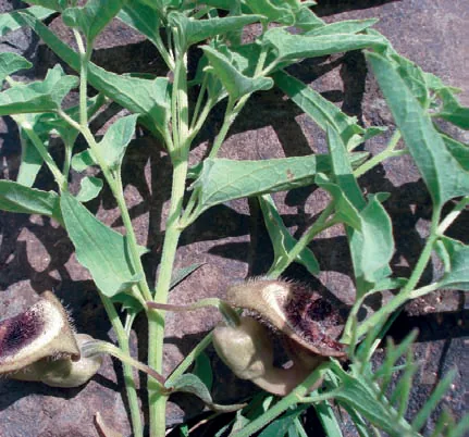 Aristolochia bottae