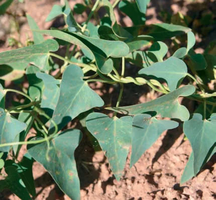 Asclepiadaceae