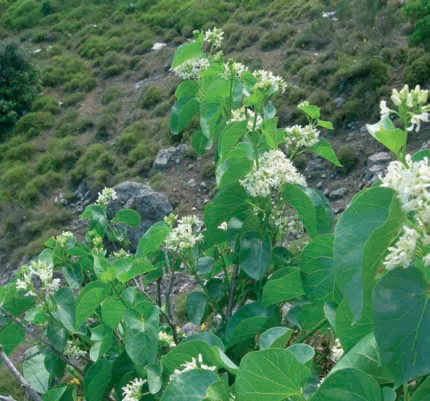 Cionura erecta