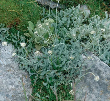 Achillea fraasii
