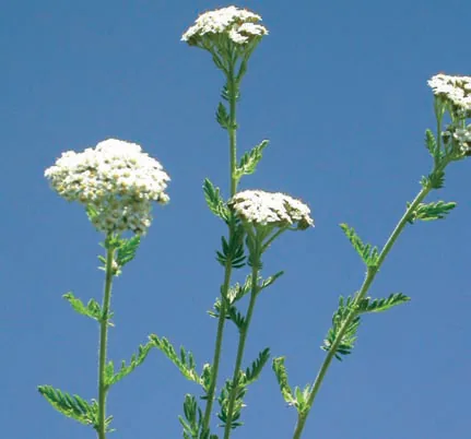 Achillea millefolium