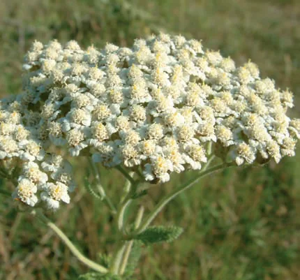 Achillea teretifolia