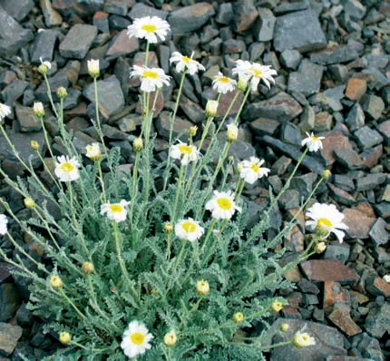 Anthemis cretica