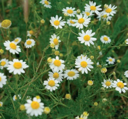 Anthemis cotula