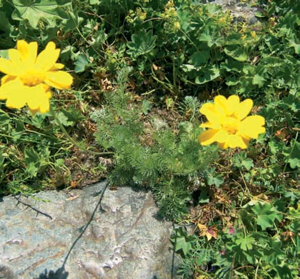 Anthemis marshalliana