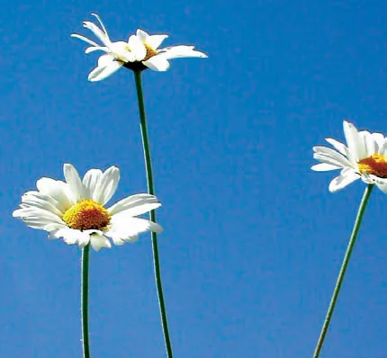 Anthemis tinctoria var. pallida