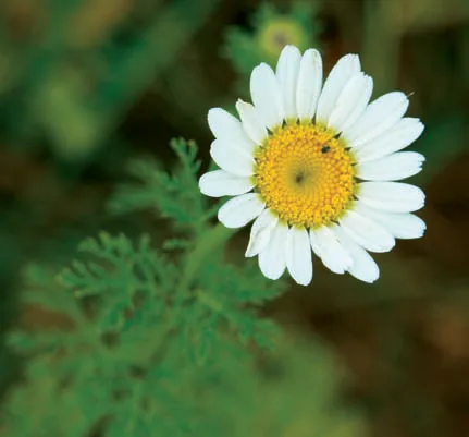 Anthemis pseudocotula