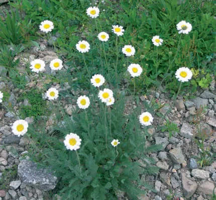 Anthemis triumfetti