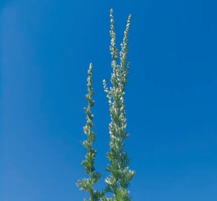 Artemisia austriaca
