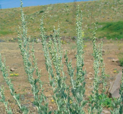 Artemisia absinthium