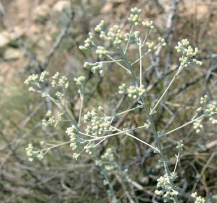 Artemisia incana