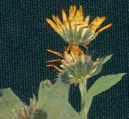 Calendula arvensis