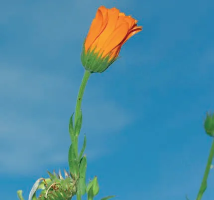 Calendula officinalis