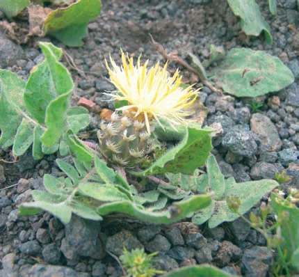 Centaurea armena
