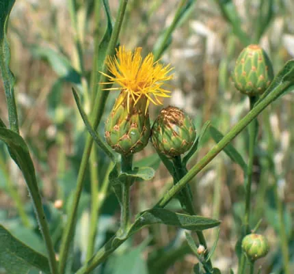 Centaurea behen