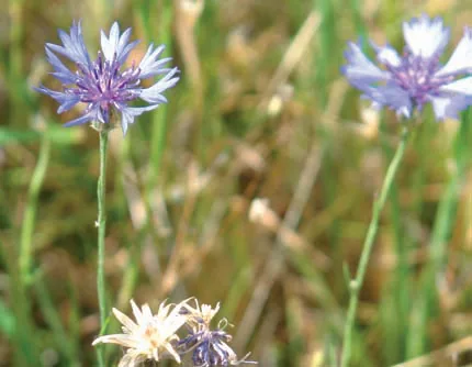 Centaurea cyanus